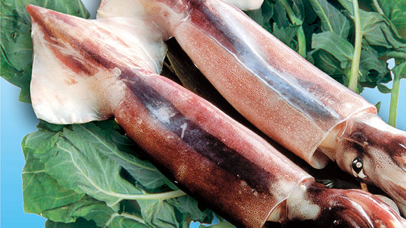 What are the nutritional values and effects of squid?